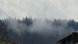 aufsteigender Nebel vor Wald