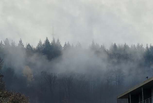 aufsteigender Nebel vor Wald