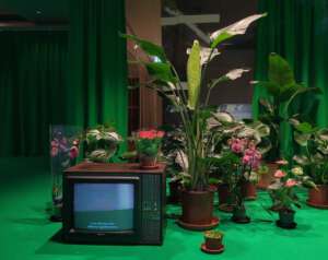 Fernseher und Pflanzen auf einem Tisch