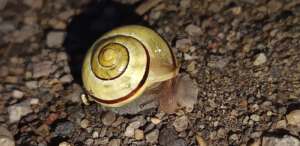 Eine Schnecke auf der Erde